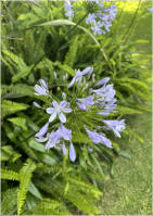 BigtreeBB - Dining, Flowers, Garden Wedding, Kuierplek Lapa