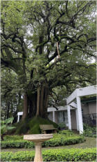 BigtreeBB - Dining, Flowers, Garden Wedding, Kuierplek Lapa